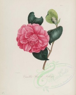 camellias_flowers-00130 - camellia floy de loddiges [2900x3630]