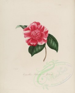 camellias_flowers-00131 - camellia formosa de young [2964x3670]