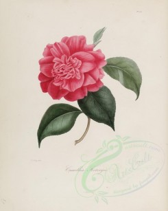 camellias_flowers-00132 - camellia fostergii [2900x3630]