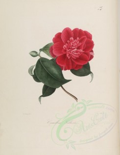 camellias_flowers-00134 - camellia gillesii [2820x3646]