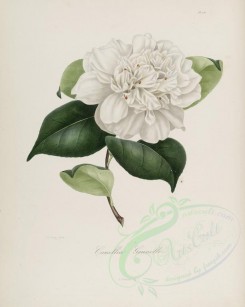 camellias_flowers-00136 - camellia grunelli [2900x3630]