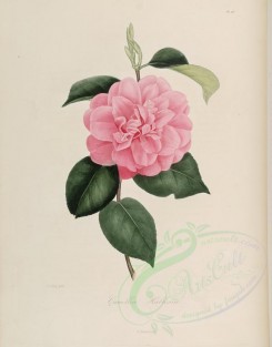 camellias_flowers-00137 - camellia hallesia [2860x3646]