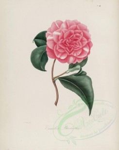 camellias_flowers-00143 - camellia landrethii [2900x3630]