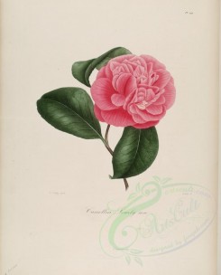 camellias_flowers-00148 - camellia lowely rose [3100x3846]