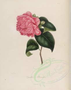 camellias_flowers-00149 - camellia macrantha [2860x3646]