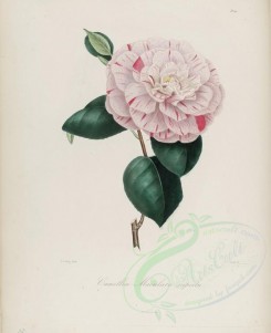 camellias_flowers-00150 - camellia maculata superba [2957x3630]