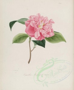 camellias_flowers-00151 - camellia magnifica nova [2964x3630]