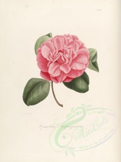 camellias_flowers-00210 - camellia atropurpurea [2749x3665]