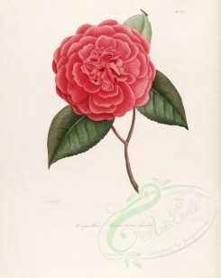 camellias_flowers-00220 - camellia bruceana [2949x3706]