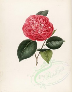 camellias_flowers-00227 - camellia colletti [2949x3772]