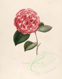 camellias_flowers-00232 - camellia cruciata [2949x3706]