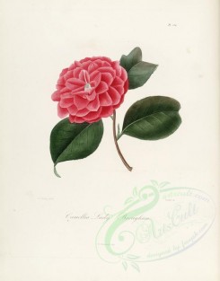 camellias_flowers-00259 - camellia lady brougham [2876x3665]