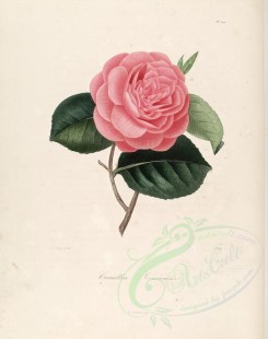 camellias_flowers-00291 - camellia sarniensis [3005x3801]