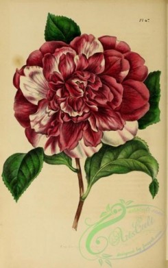 camellias_flowers-00328 - camellia japonica [2124x3387]