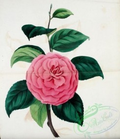 camellias_flowers-00345 - Mr Ford's Japan Camellia, camellia japonica fordii [2128x2469]