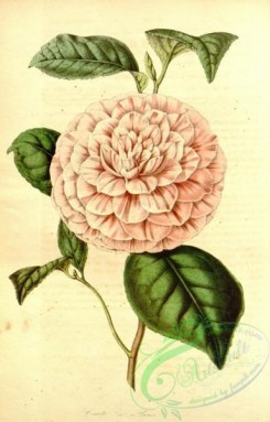 camellias_flowers-00416 - camellia comte de paris [2315x3613]