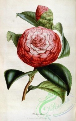 camellias_flowers-00422 - camellia miniata [2265x3598]