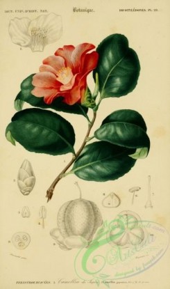 camellias_flowers-00480 - camellia japonica [2168x3667]