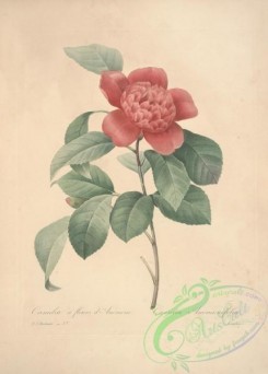 camellias_flowers-00513 - camellia anemonefolia [5210x7268]