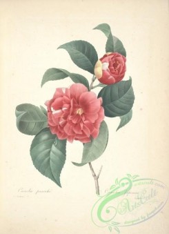 camellias_flowers-00515 - camellia japonica [5284x7318]