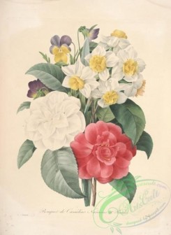 camellias_flowers-00516 - camellia, narcissus, pensees [4718x6476]