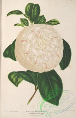 camellias_flowers-00549 - camellia guiseppe biasi [3875x5998]