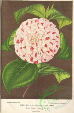 camellias_flowers-00563 - camellia madame ambroise verschaffelt [3988x6073]
