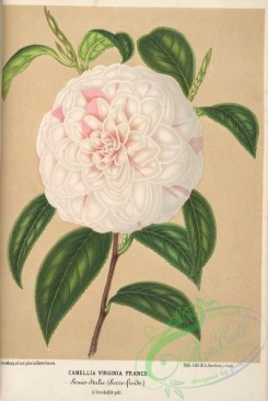 camellias_flowers-00564 - camellia virginia franco [3892x5801]