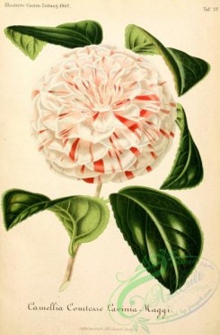 camellias_flowers-00603 - camellia comtesse [2530x3862]