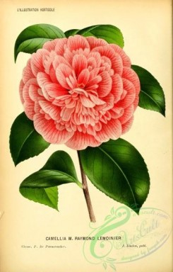 camellias_flowers-00621 - camellia m raymond lemoinier [2576x4030]
