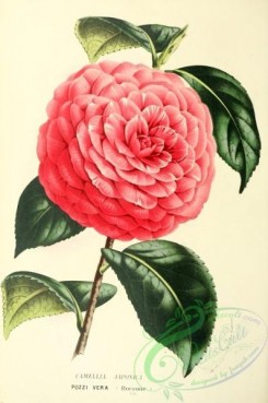 camellias_flowers-00625 - camellia japonica [1787x2690]