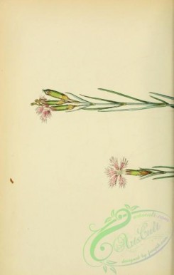 carnation-00034 - Common Pink, dianthus plumarius, 1 [1791x2816]