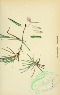 carnation-00035 - Common Pink, dianthus plumarius, 2 [1791x2816]