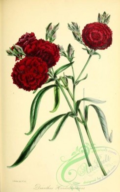 carnation-00053 - Mr Henderson's Pink, dianthus hendersonianus [2914x4660]