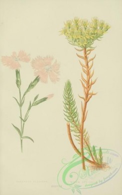 carnation-00085 - dianthus gallicus, sedum reflexum [2510x4003]