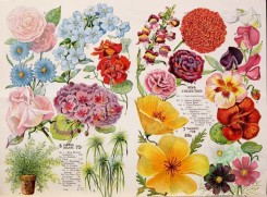 carnation-00213 - 084-Flowers, Vase, Nasturtium, Sweet Pea, Aster, Dianthus, Rose [4241x3136]