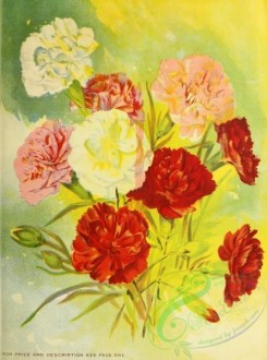 carnation-00296 - 055-Carnation bouquet [2746x3690]