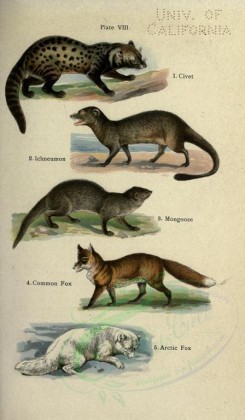 carnivores_mammals-00003 - Civet, Ichneumon, Mongoose, Common Fox, Arctic Fox [2396x4106]