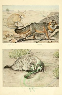 carnivores_mammals-00006 - Desert Fox, Gray Fox, Badger [2419x3677]