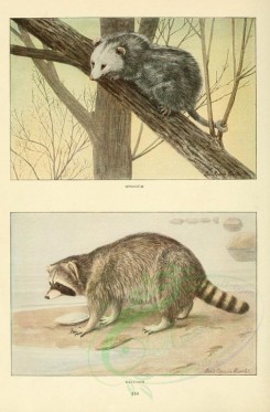 carnivores_mammals-00008 - Opossum, Raccoon [2419x3677]