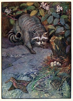 carnivores_mammals-00014 - Raccoon [1760x2412]