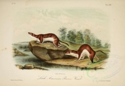 carnivores_mammals-00022 - Little American Brown Weasel [2846x1957]