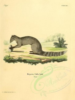 carnivores_mammals-00035 - Egyptian Mongoose, 2 [2304x3074]