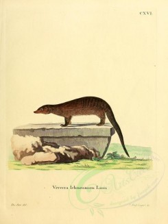 carnivores_mammals-00037 - Egyptian Mongoose, 4 [2304x3074]