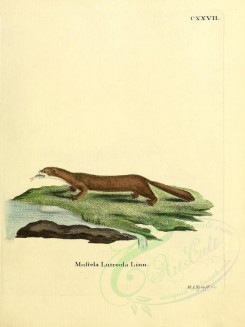 carnivores_mammals-00041 - European Mink [2304x3074]