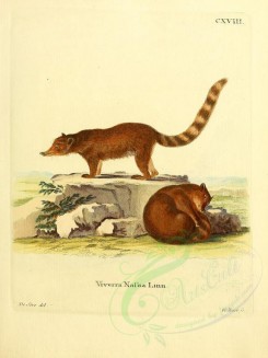 carnivores_mammals-00058 - Nasua [2304x3074]
