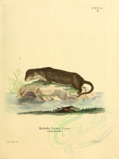 carnivores_mammals-00059 - North American River Otter [2304x3074]