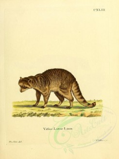 carnivores_mammals-00063 - Raccoon [2304x3074]