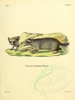 carnivores_mammals-00064 - Raccoon (Brachyurus) [2304x3074]