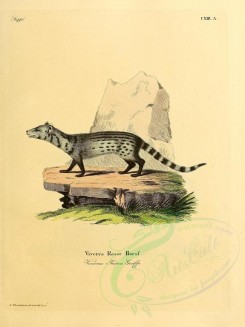 carnivores_mammals-00070 - Small Indian Civet, 2 [2304x3074]